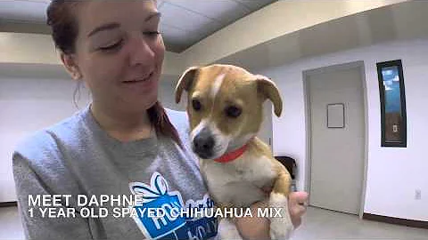 Daphne