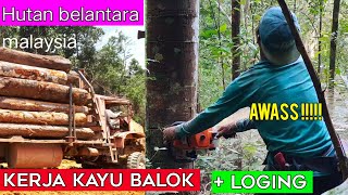 KERJA TEBANG POKOK DLM HUTAN LOGING BALAK/dunia kayu#Logging work in the forest  loging