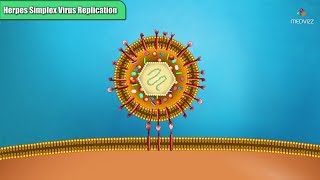 Herpes simplex virus replication Steps  Microbiology Animations