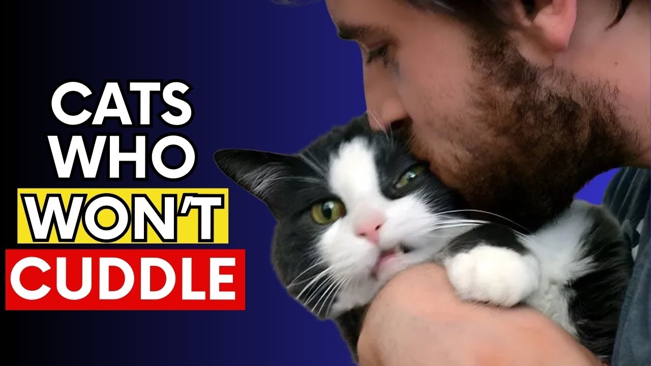 Surprised Your Cat Doesn’t Like to Cuddle? Here’s EVERYTHING You Need to Know!