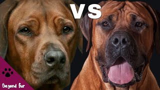 Rhodesian Ridgeback vs BoerboelLion Hunter Dogs