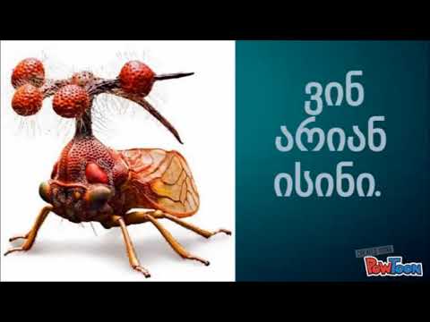 კანაფის ზეთი.