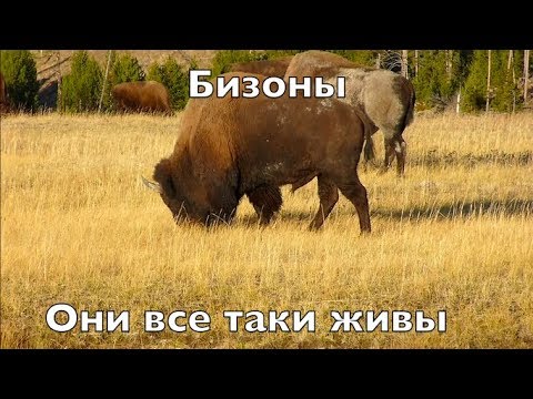 Ад и Рай в Йеллоустоуне день 1 - ჯოჯოხეთი და სამოთხე იელოუსტოუნში