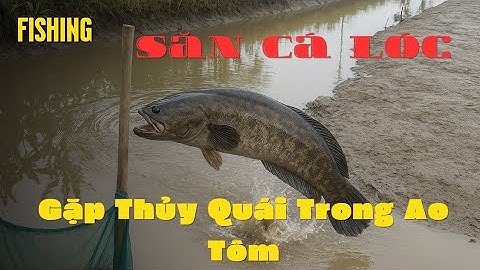 Kinh Hoàng Thủy Quái Trong Ao Tôm |Săn Cá Lóc Khổng Lồ #SănCáLóc #thuyquai  #Fishing #calockhung