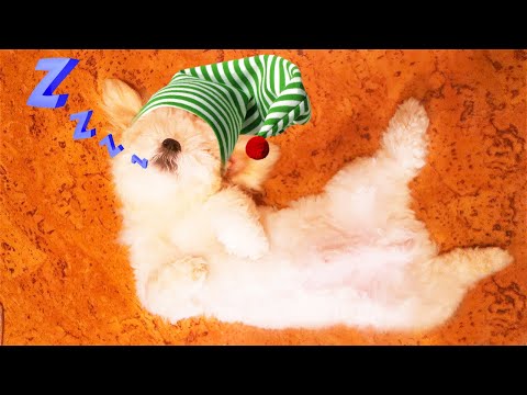 Are you sleeping brother John & Funny Puppy 💤  Amazing Songs for Children