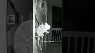 Caught on CCTV! Chameleon Playing the Jaw Harp at Midnight #shorts #funny #cute #animals #cctv