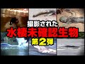 【映像】撮影された水棲未確認生物 第２弾