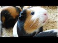 3 Hours Guinea Pig Sounds Effects