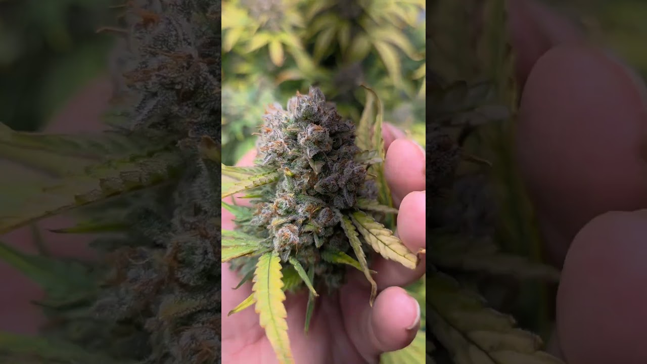 sign of bud rot.. removed 