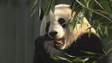 Pandas at the Smithsonian National Zoo will be leaving D.C. sooner than expected in mid-November