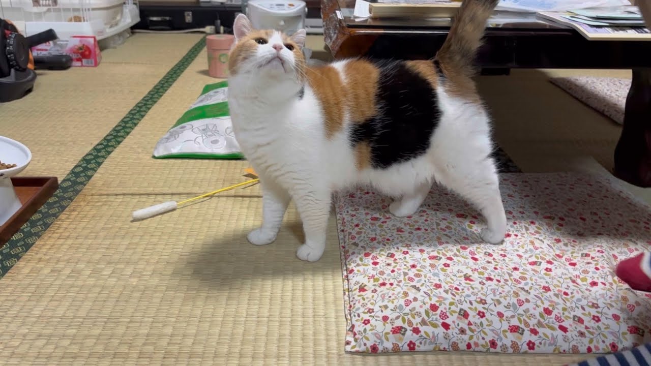 三毛猫】夕ご飯を楽しみにしているミケ（2025年6月1日） - YouTube