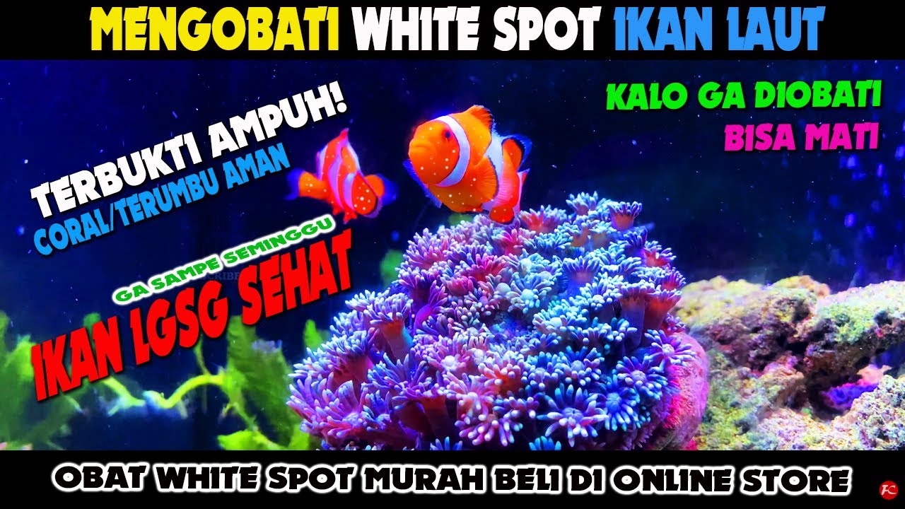 Obat White Spot Mengobati White Spot Ikan Nemo, Cara Menyembuhkan