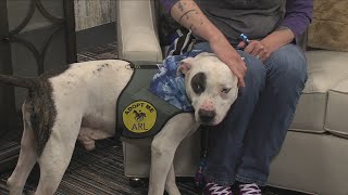 Adopt Duke at the Animal Rescue League