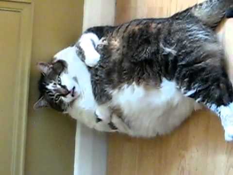 Gato muito, mas MUITO gordo!! - YouTube