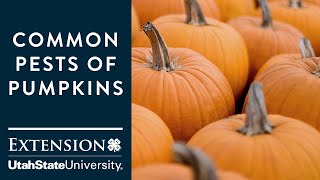 Common Pumpkin Pests