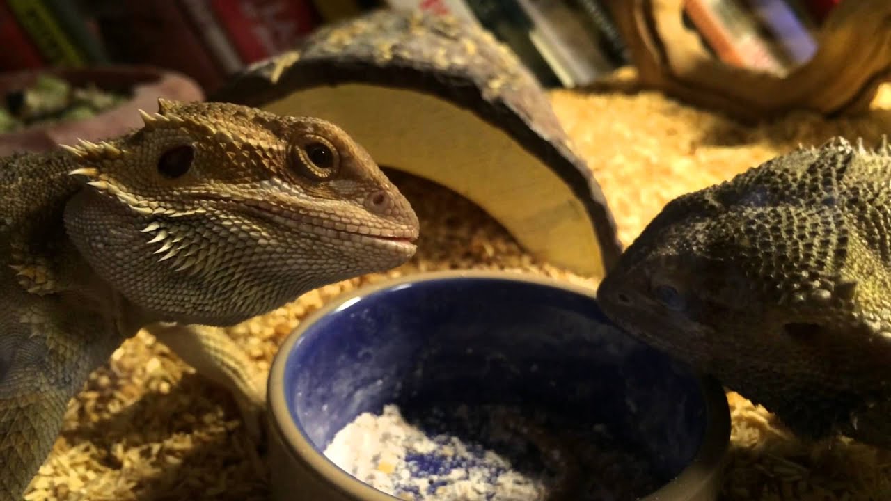 Bearded Dragons eating meal worms YouTube