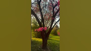 بصوت خاشع ومؤثر لاخر ايات من سورة المائدة للقارئ اسلام صبحي .. @islam_sobhi