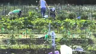 Garden Plots