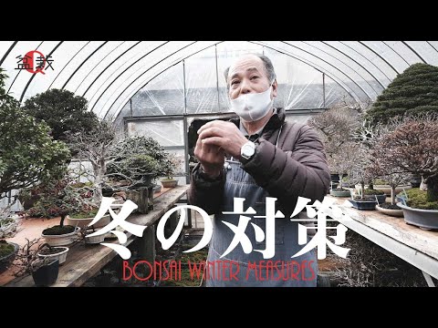 【雑木】盆栽の冬管理！室入れハウス何をどう対策するの？【盆栽Q】Bonsai winter measures