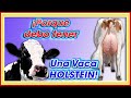 Porque tener una vaca HOLSTEIN en mi finca ǀ MSc Jannin Hernández Blandón