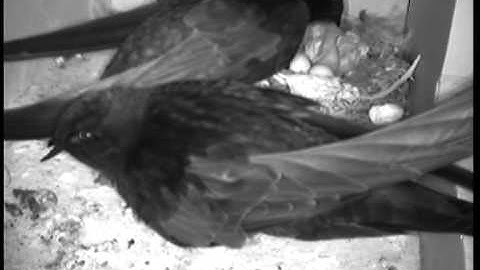 Young Common Swift gets fed for the first time. June 6th 2013.