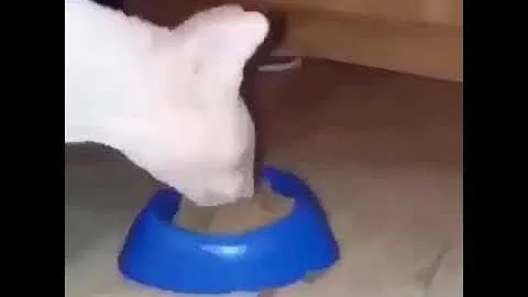 Watch the video about Dumb ugly hairless cat eating