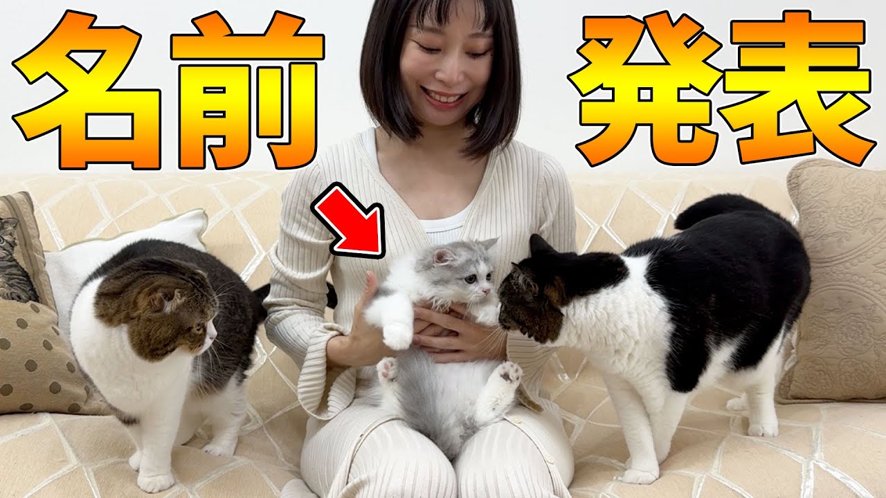 Announcing: The kitten's name has been decided! - YouTube