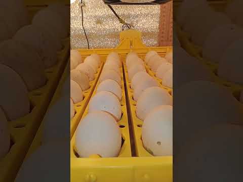 Video: Automātiskais inkubators: padomi par izvēli. Automātiskie olu inkubatori: atsauksmes, cenas