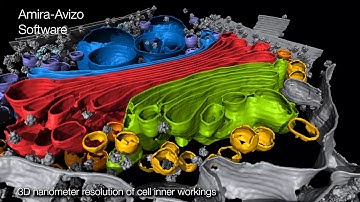 3D visualization of a Golgi apparatus from the green alga Chlamydomonas reinhardtii with Amira