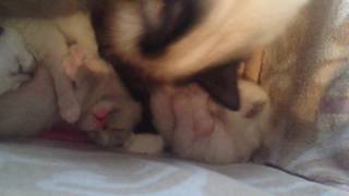 Ragdoll kittens 14 days old by Spooky Spaansen 52 views 6 years ago 54 seconds