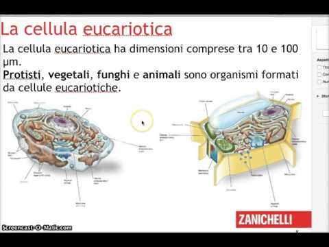 cellule