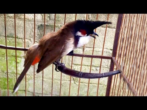 Video Chào Mào Huế Hót Giọng Rừng Âm 7-8-9-10 Cực Chuẩn |... - youtube
