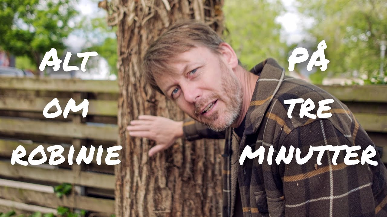 Robinie - det mest holdbare træ i dansk skovbrug?