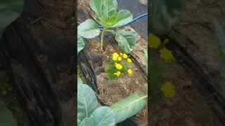 Keep bugs from eating your greens!!!