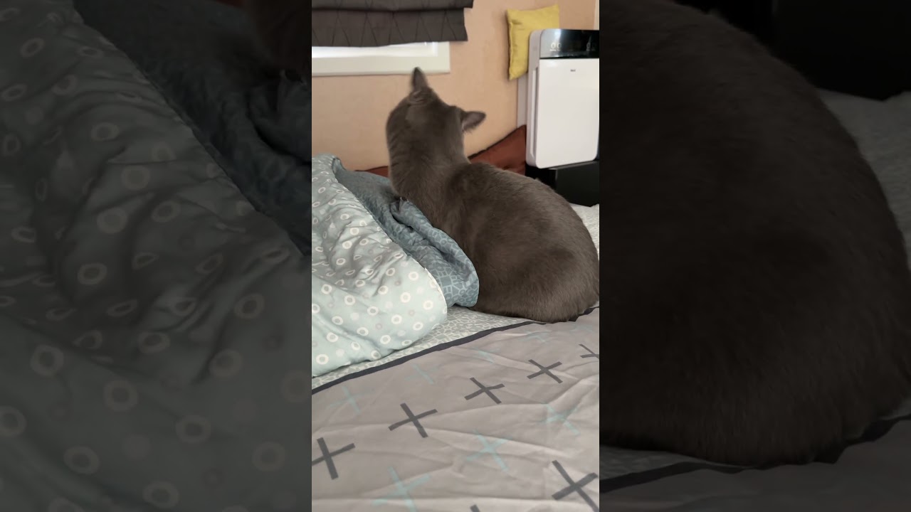 ไม่ไหวแล้ว อายส้มมันเล่นไม่เลิก #cat #แมว #cute #cutecat #funnycats #pets #kitten #funny #แมวถังแก๊ส