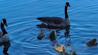 Baby Geese: Week 2 | Swimming & Diving #geese #goslings #swimming #diving #nature #lake 
