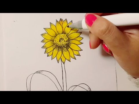 فيديو: كيفية رسم عباد الشمس بقلم رصاص
