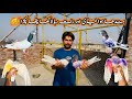 2 Lajaab Kabutar Pakray 👌 | Laakha Aur Teddy Kabutar Pakra | Sheikhoo Pigeons Club