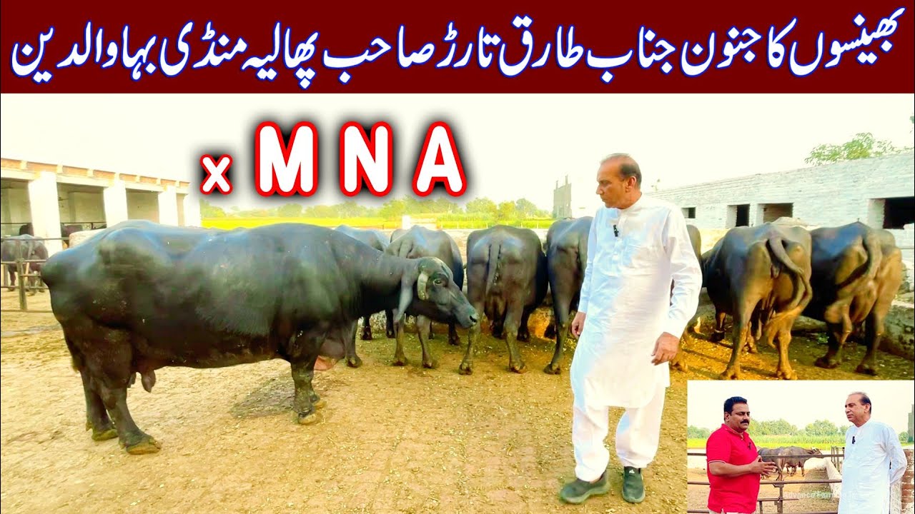 Tariq Tarar Sahib buffalo breeding farm in Phalia mandi Bahaudin | buffalo breeding farm | buffalo 