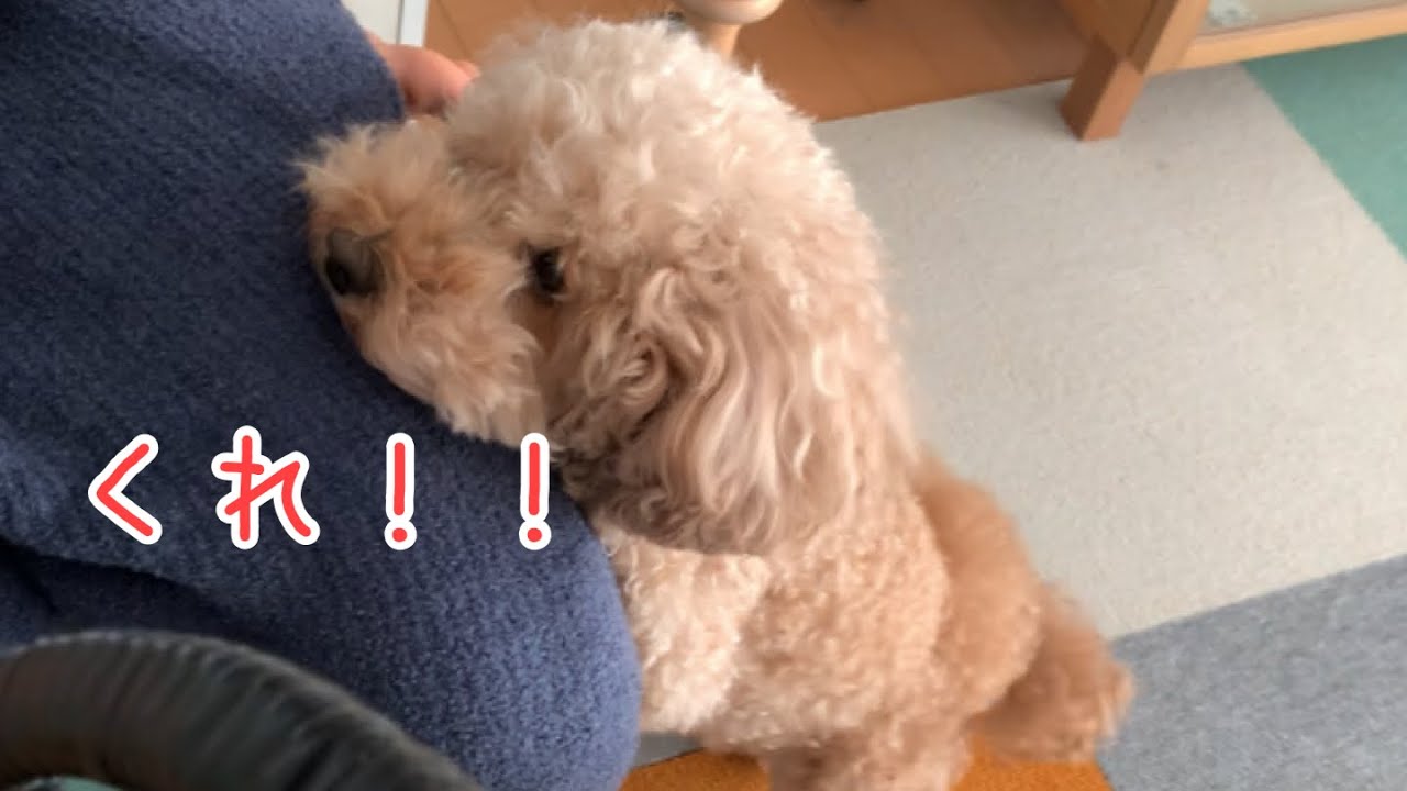 食べている時だけ甘える犬w トイプードル マルプー Youtube 食べている時だけ甘える犬w トイプードル マルプー Youtube