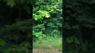 Video of NF 83 - riverside, VT from Thomas and James S.