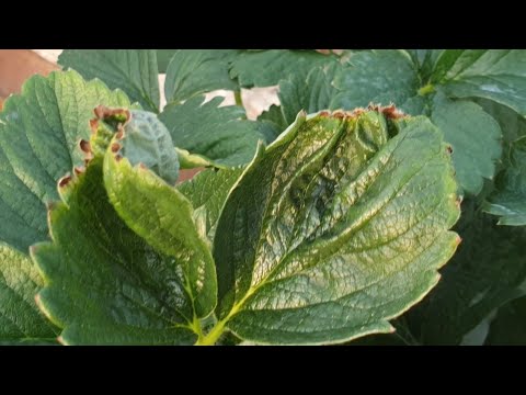 Video: PJSC Motovilikhinskiye Zavody, Perm: tarihçe, açıklama, ürünler