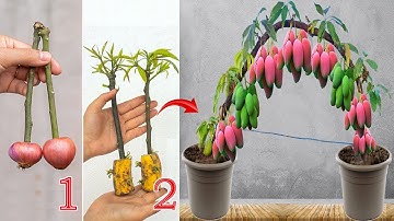 VIDEO SUMMARY OF MANY WAYS TO GROW MANGO TREES with just green bananas, onions and eggs