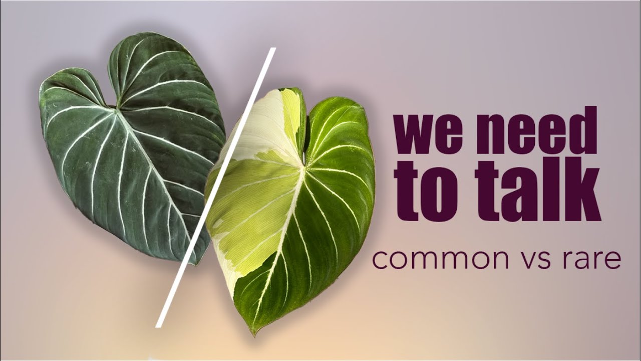 Обычные против редких и осуждение, о котором мы не говорим (с участием моих любимых обычных комна...