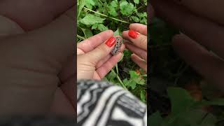 Butterfly Rescued from Spider's Web