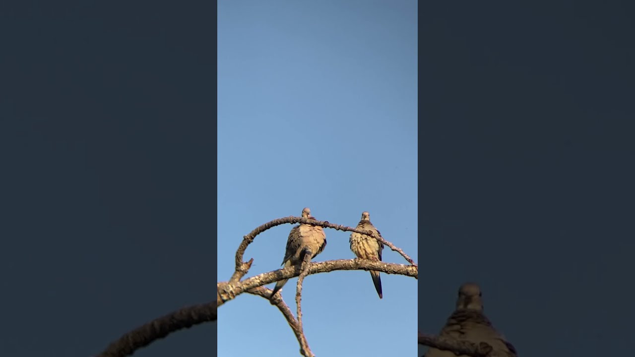 We Get You Mourning Doves Love Each Other! - Critter Moments