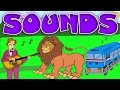 Sounds Around Us Quiz