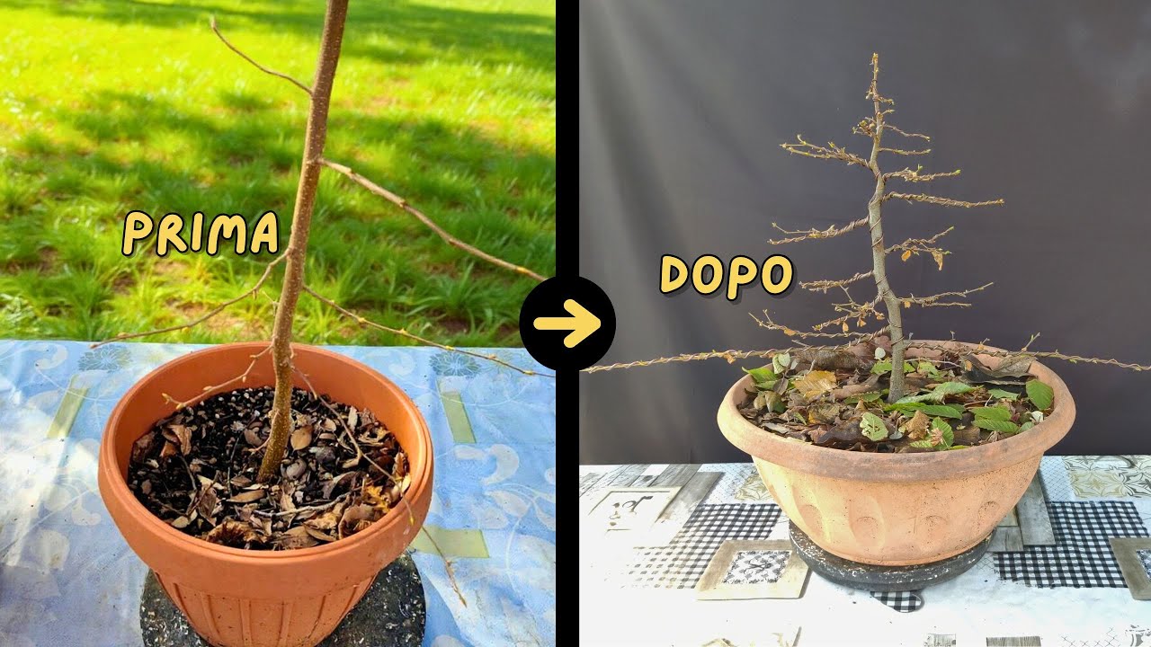 Prima Impostazione Carpino Nero Bonsai da Seme!
