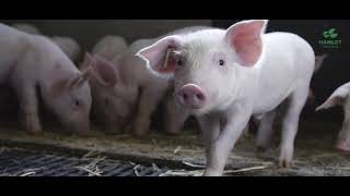 HP 300 - Results from 20 years of feeding trials are the proof