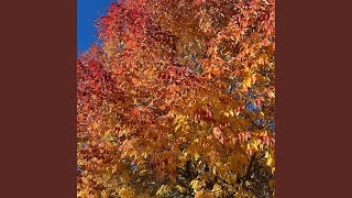 Autumn Eclipse
